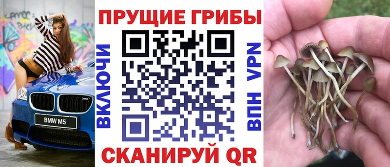 Псилоцибиновые грибы Cubensis  купить  цена  Абакан 